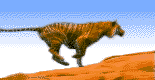 Gif animé lion court